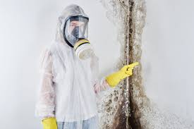 Melrose Park, NY Mold Prevention & Removal  Company